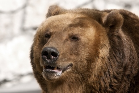 Drunk bear breaks into car, joyrides, crashes...poops | Accident Data ...