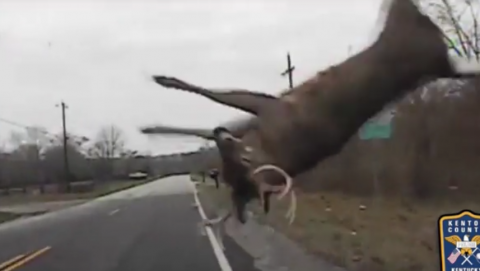 Police Dashcam Footage Shows Crazy Deer Crash | Accident Data Center